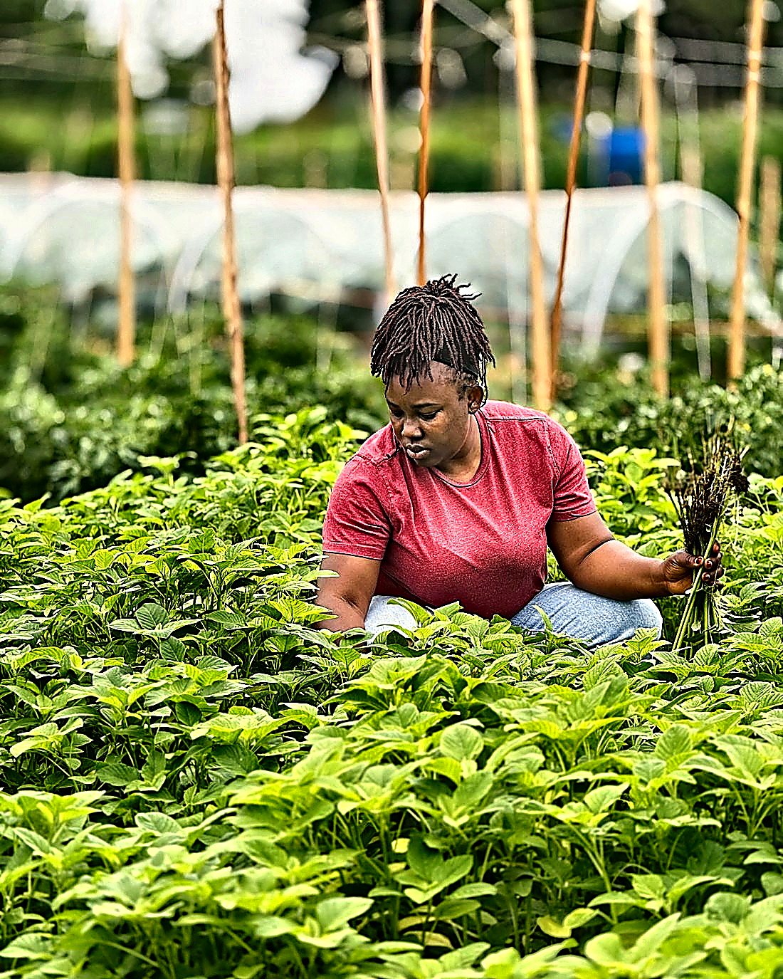 A farmer kneeling among the beds, gathering freshly cut greens
