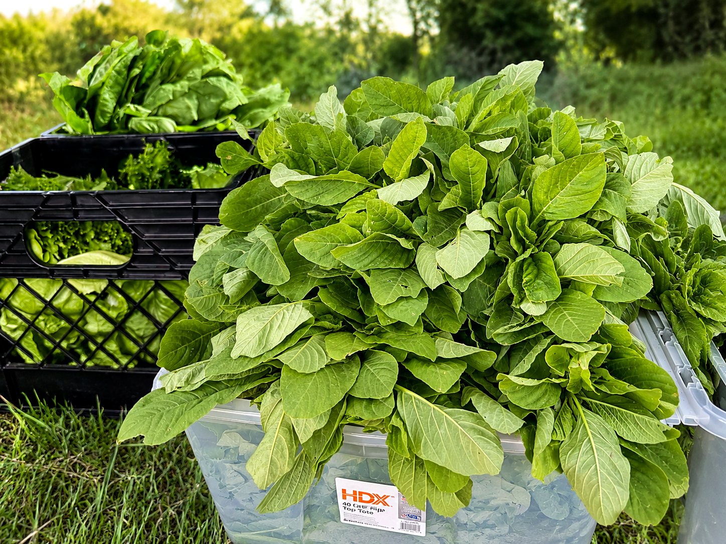Freshly cut callaloo in a harvest tote