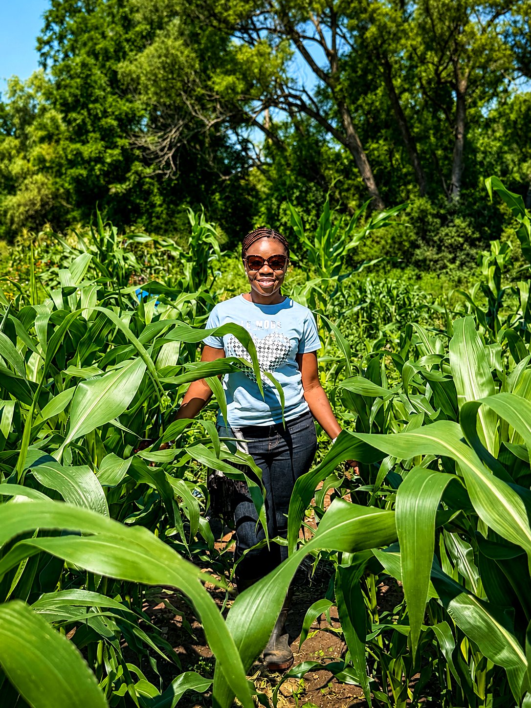 A farmer among the heritage corn rows
