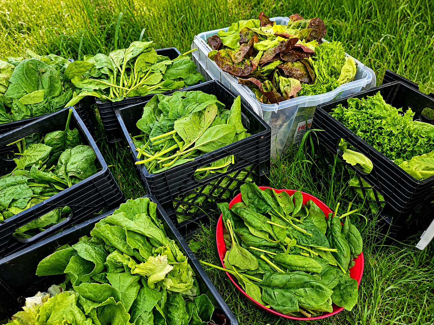 Crates of freshly harvested greens in the field